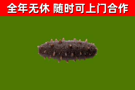 鹤壁市回收海参干
